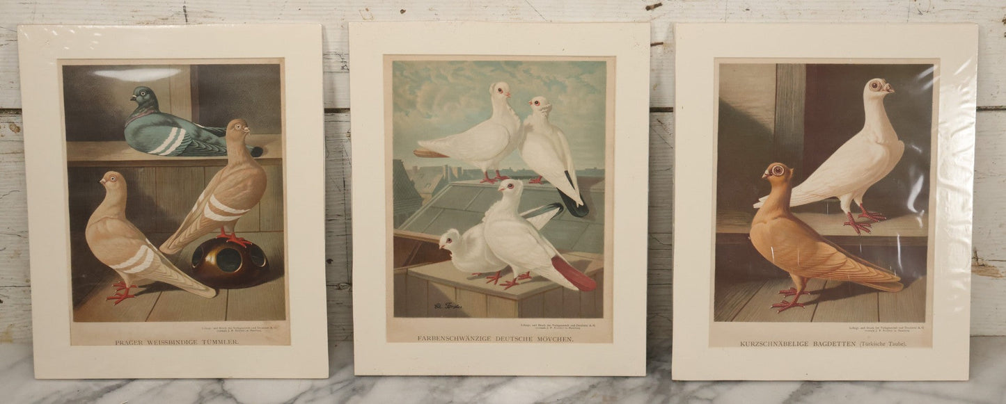 Lot 092 - Grouping Of Three Antique German Chromolithograph Bookplates Of Pigeons, From Illustriertes Mustertauben=Bush, J.F. Richter Printing, Hamburg, 1884 