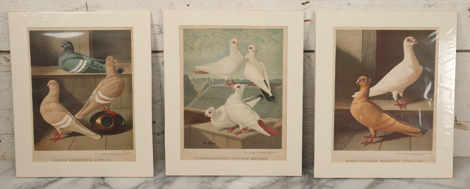 Lot 092 - Grouping Of Three Antique German Chromolithograph Bookplates Of Pigeons, From Illustriertes Mustertauben=Bush, J.F. Richter Printing, Hamburg, 1884 