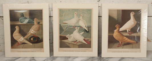 Lot 092 - Grouping Of Three Antique German Chromolithograph Bookplates Of Pigeons, From Illustriertes Mustertauben=Bush, J.F. Richter Printing, Hamburg, 1884 