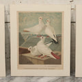 Lot 092 - Grouping Of Three Antique German Chromolithograph Bookplates Of Pigeons, From Illustriertes Mustertauben-Buch, J.F. Richter Printing, Hamburg, 1884