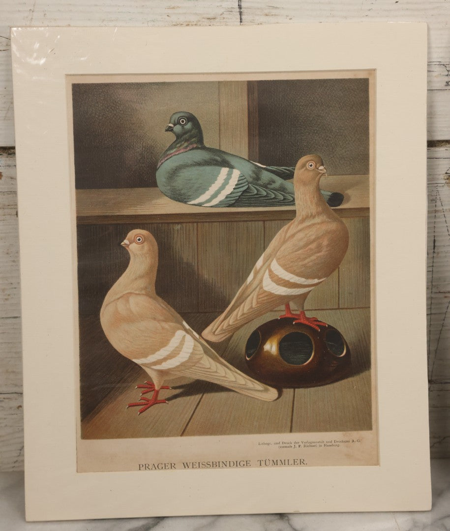 Lot 092 - Grouping Of Three Antique German Chromolithograph Bookplates Of Pigeons, From Illustriertes Mustertauben=Bush, J.F. Richter Printing, Hamburg, 1884 