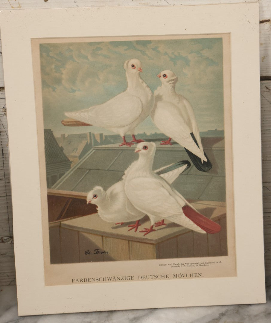 Lot 092 - Grouping Of Three Antique German Chromolithograph Bookplates Of Pigeons, From Illustriertes Mustertauben=Bush, J.F. Richter Printing, Hamburg, 1884 