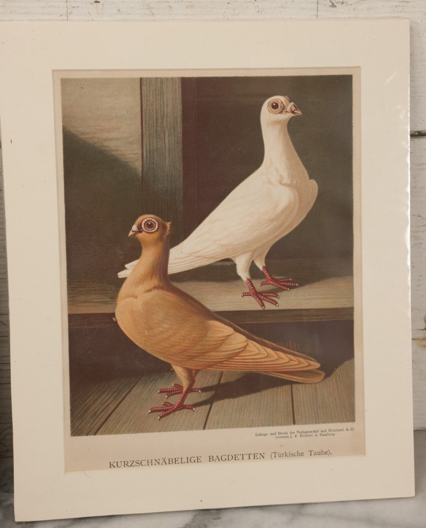 Lot 092 - Grouping Of Three Antique German Chromolithograph Bookplates Of Pigeons, From Illustriertes Mustertauben=Bush, J.F. Richter Printing, Hamburg, 1884 