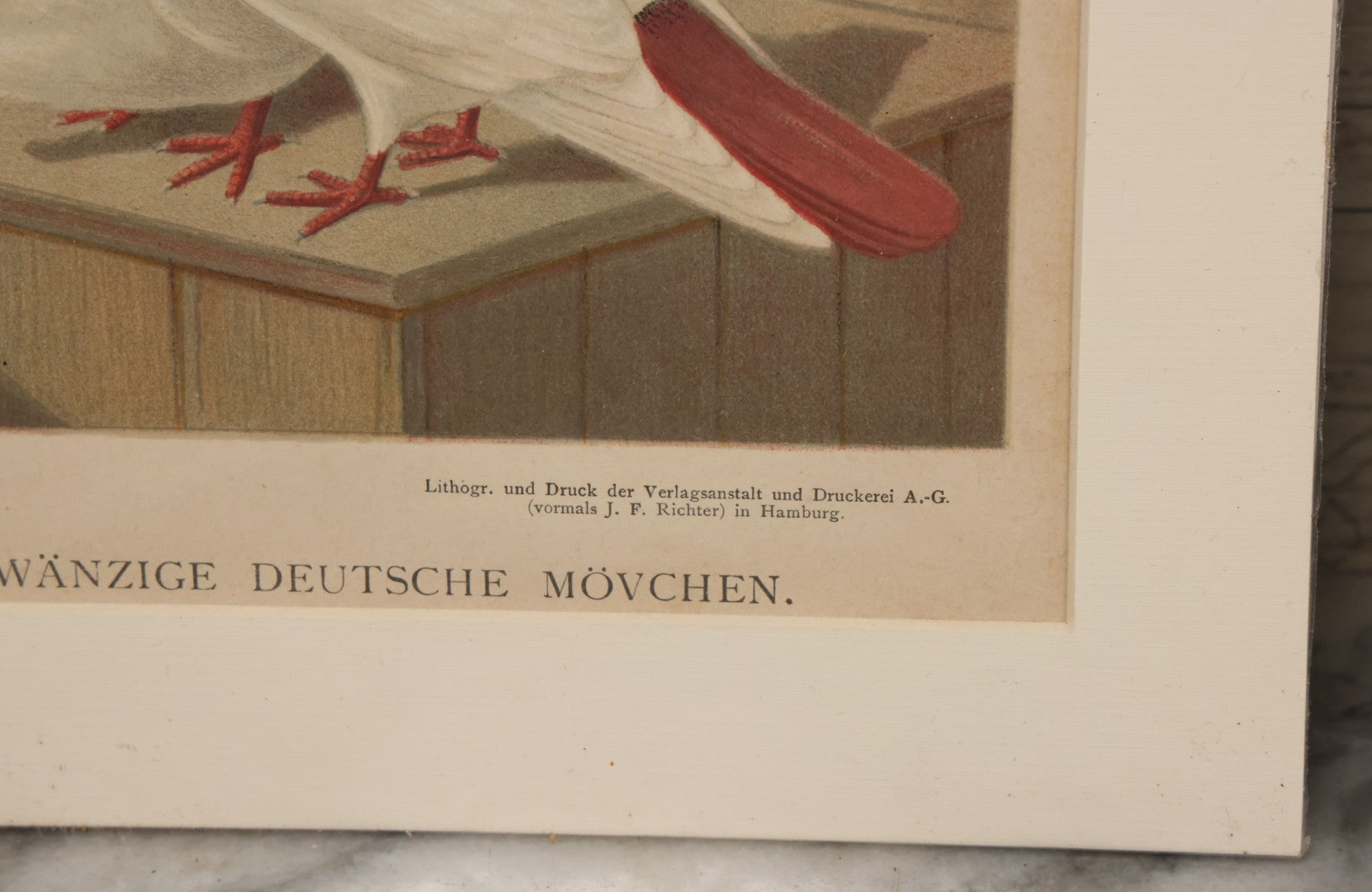 Lot 092 - Grouping Of Three Antique German Chromolithograph Bookplates Of Pigeons, From Illustriertes Mustertauben=Bush, J.F. Richter Printing, Hamburg, 1884 