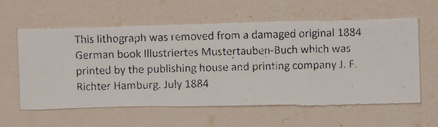Lot 092 - Grouping Of Three Antique German Chromolithograph Bookplates Of Pigeons, From Illustriertes Mustertauben=Bush, J.F. Richter Printing, Hamburg, 1884 