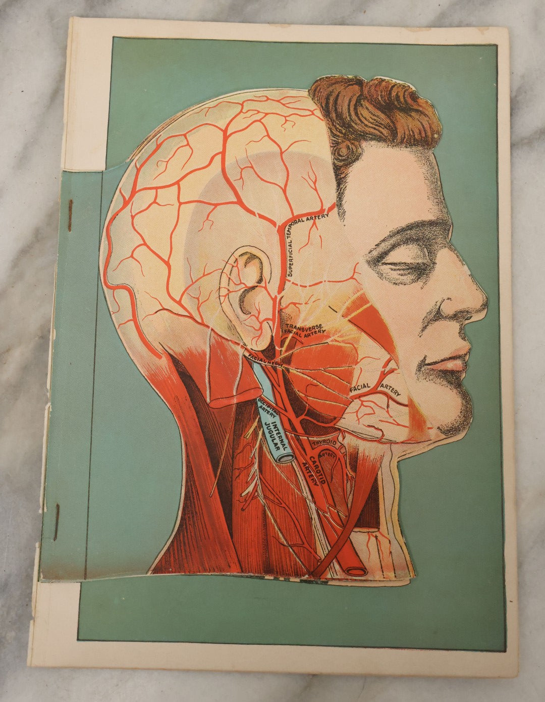 Lot 093 - Antique Paper Fold Out Medical Bookplate Of The Head, Brain, Skull, Etc., Copyright A.A. Marshall, 1919 