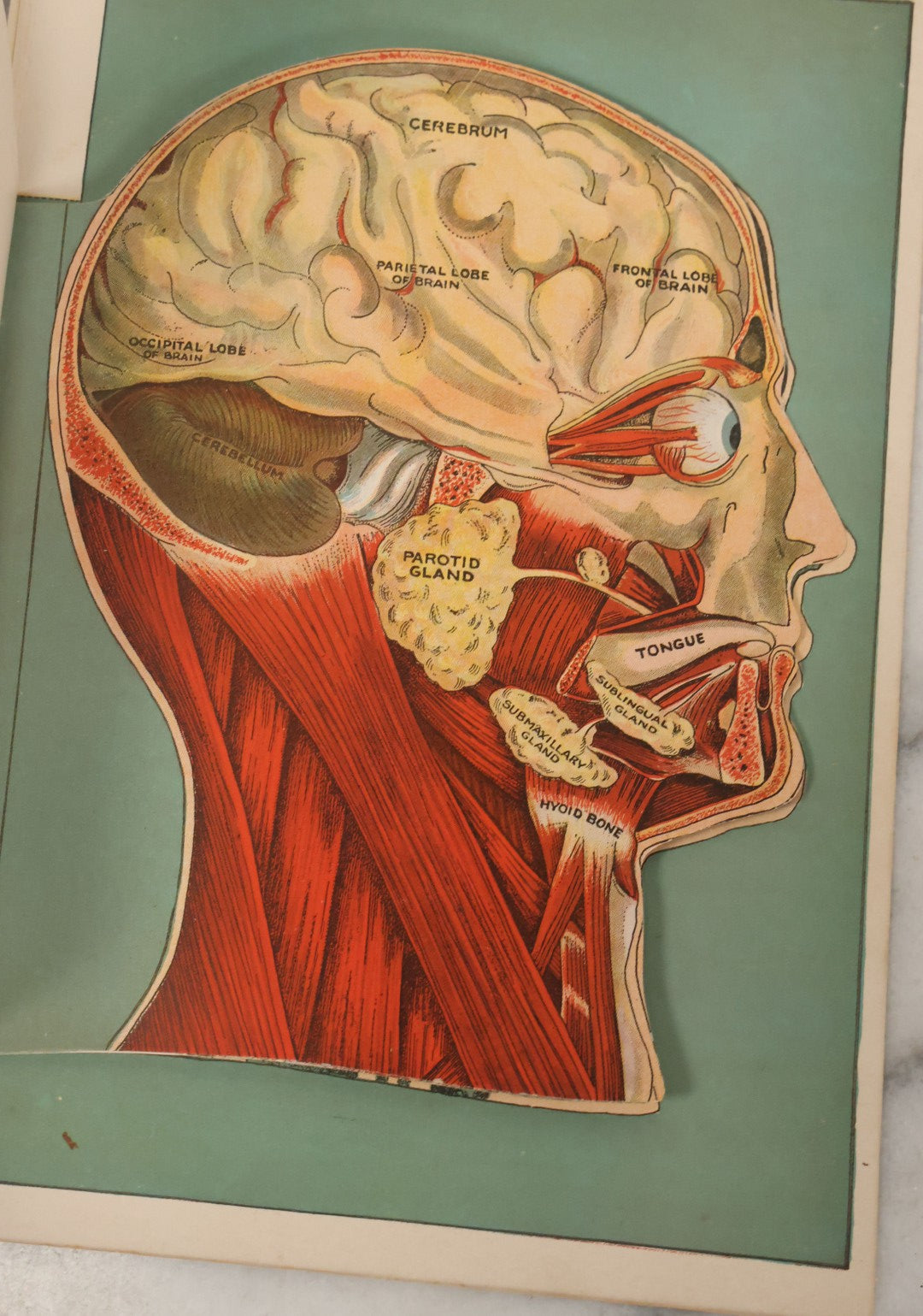 Lot 093 - Antique Paper Fold Out Medical Bookplate Of The Head, Brain, Skull, Etc., Copyright A.A. Marshall, 1919 