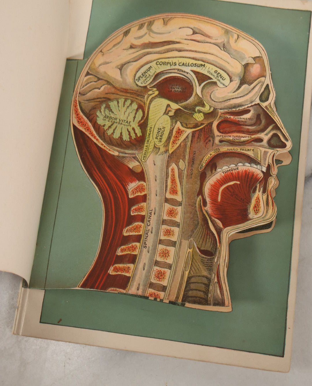 Lot 093 - Antique Paper Fold Out Medical Bookplate Of The Head, Brain, Skull, Etc., Copyright A.A. Marshall, 1919 