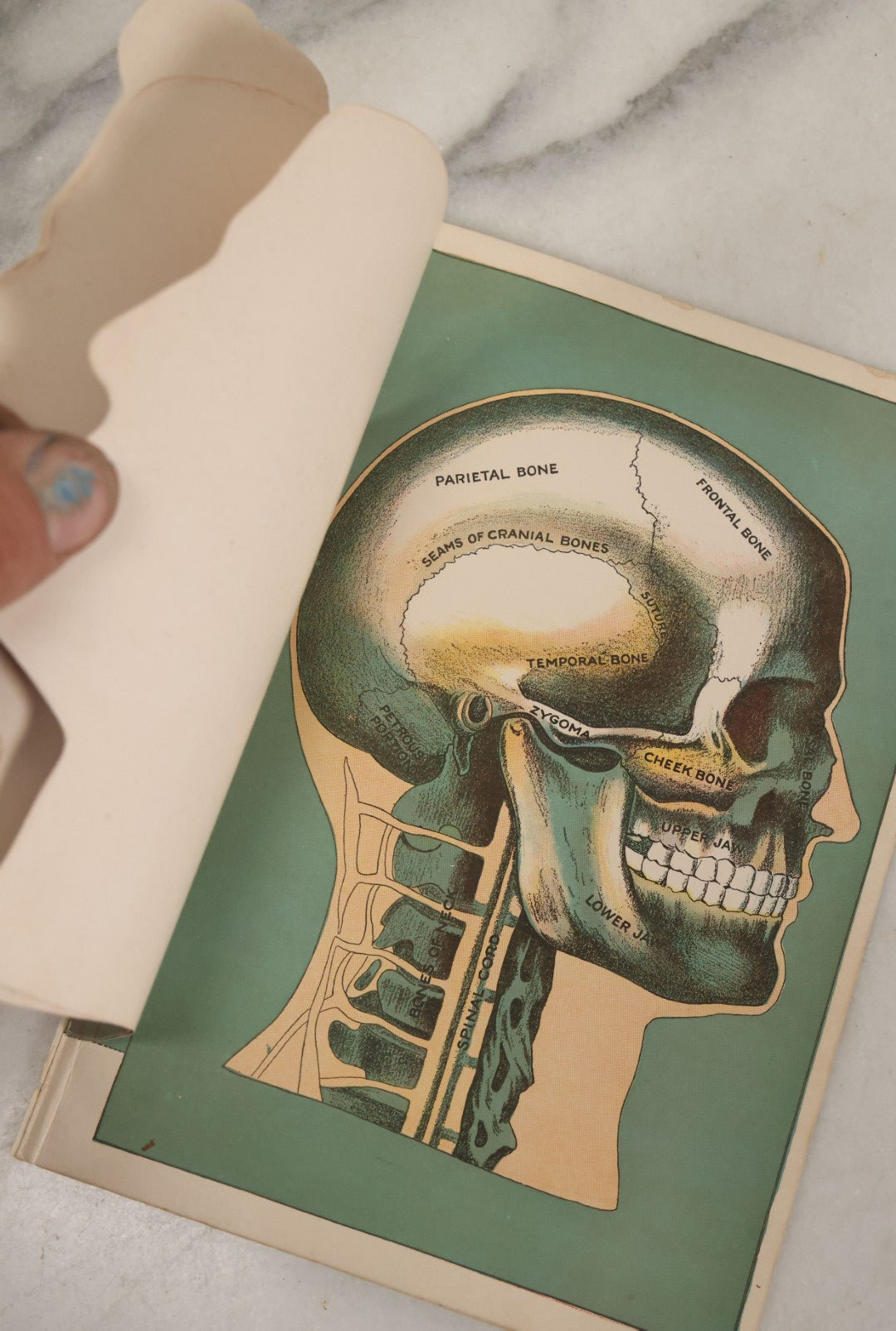 Lot 093 - Antique Paper Fold Out Medical Bookplate Of The Head, Brain, Skull, Etc., Copyright A.A. Marshall, 1919 