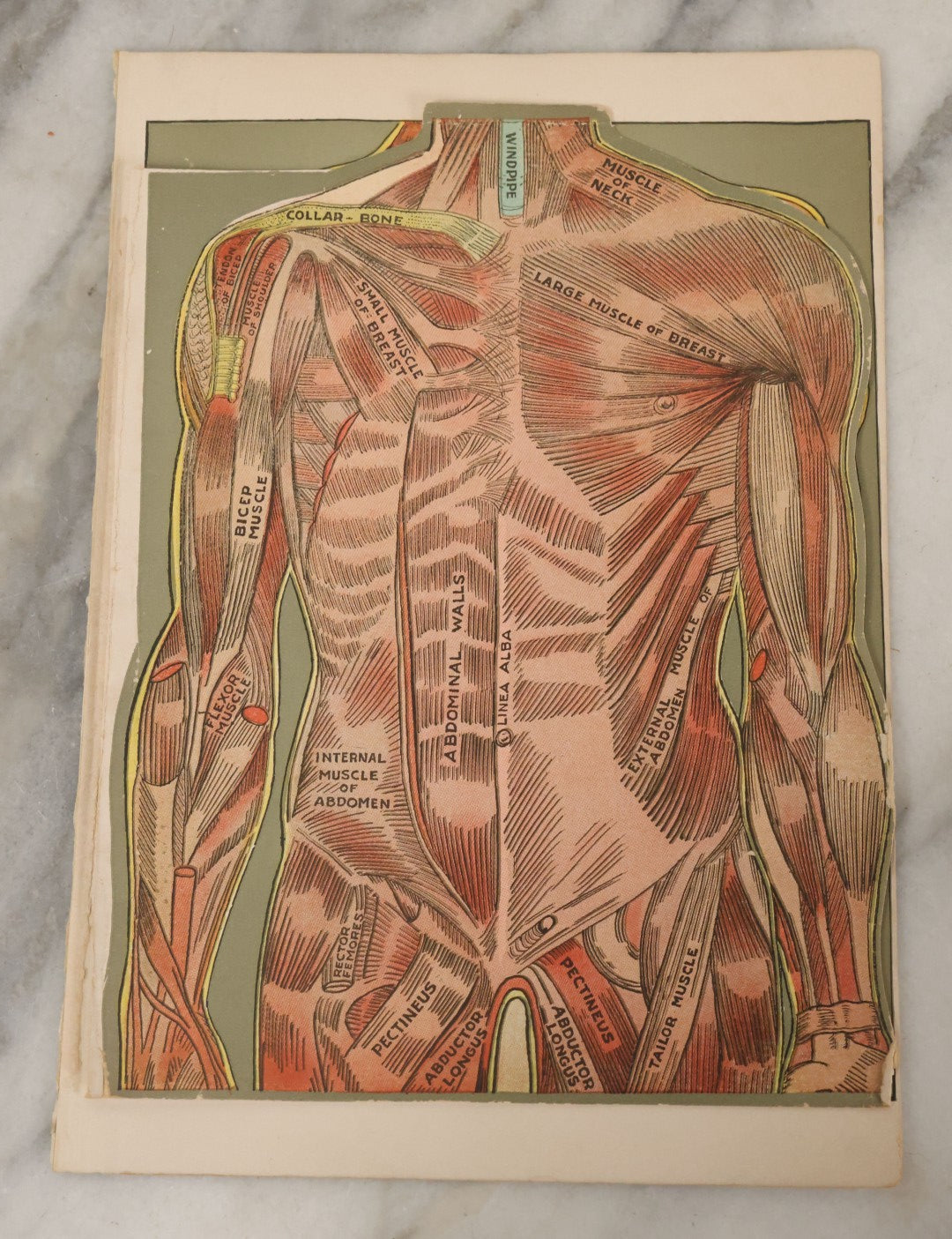 Lot 094 - Antique Paper Fold Out Medical Bookplate Of The Abdomen, Muscles, Chest, Etc., Copyright A.A. Marshall, 1919 