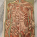 Lot 094 - Antique Paper Fold Out Medical Bookplate Of The Abdomen, Muscles, Chest, Etc., Copyright A.A. Marshall, 1919