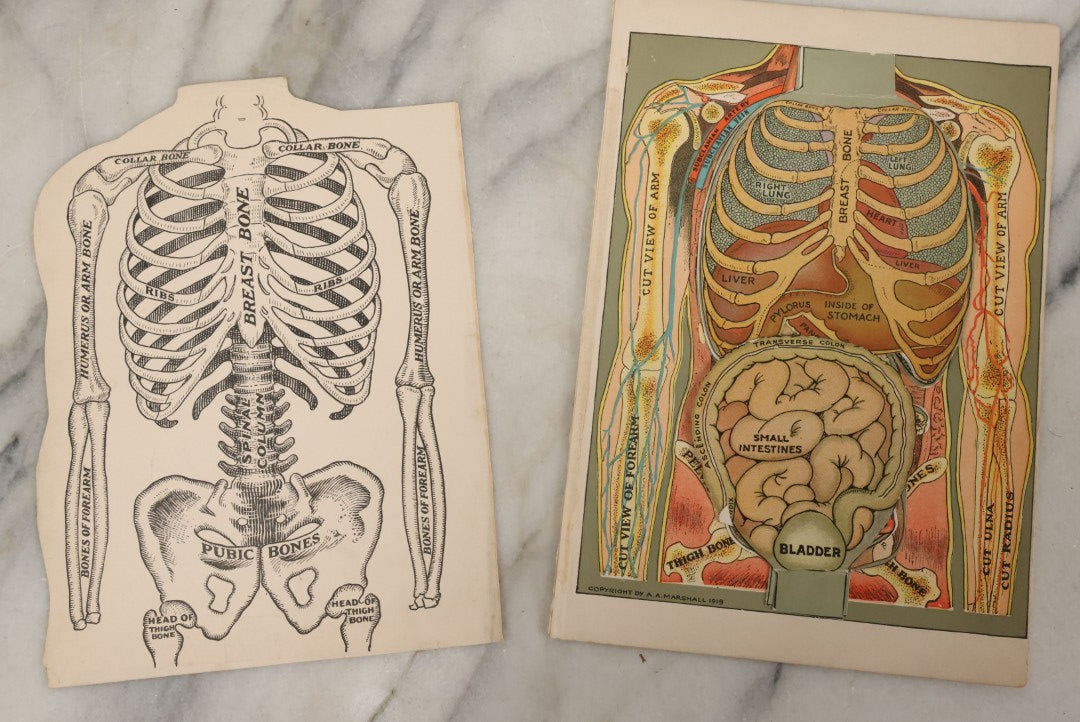 Lot 094 - Antique Paper Fold Out Medical Bookplate Of The Abdomen, Muscles, Chest, Etc., Copyright A.A. Marshall, 1919 