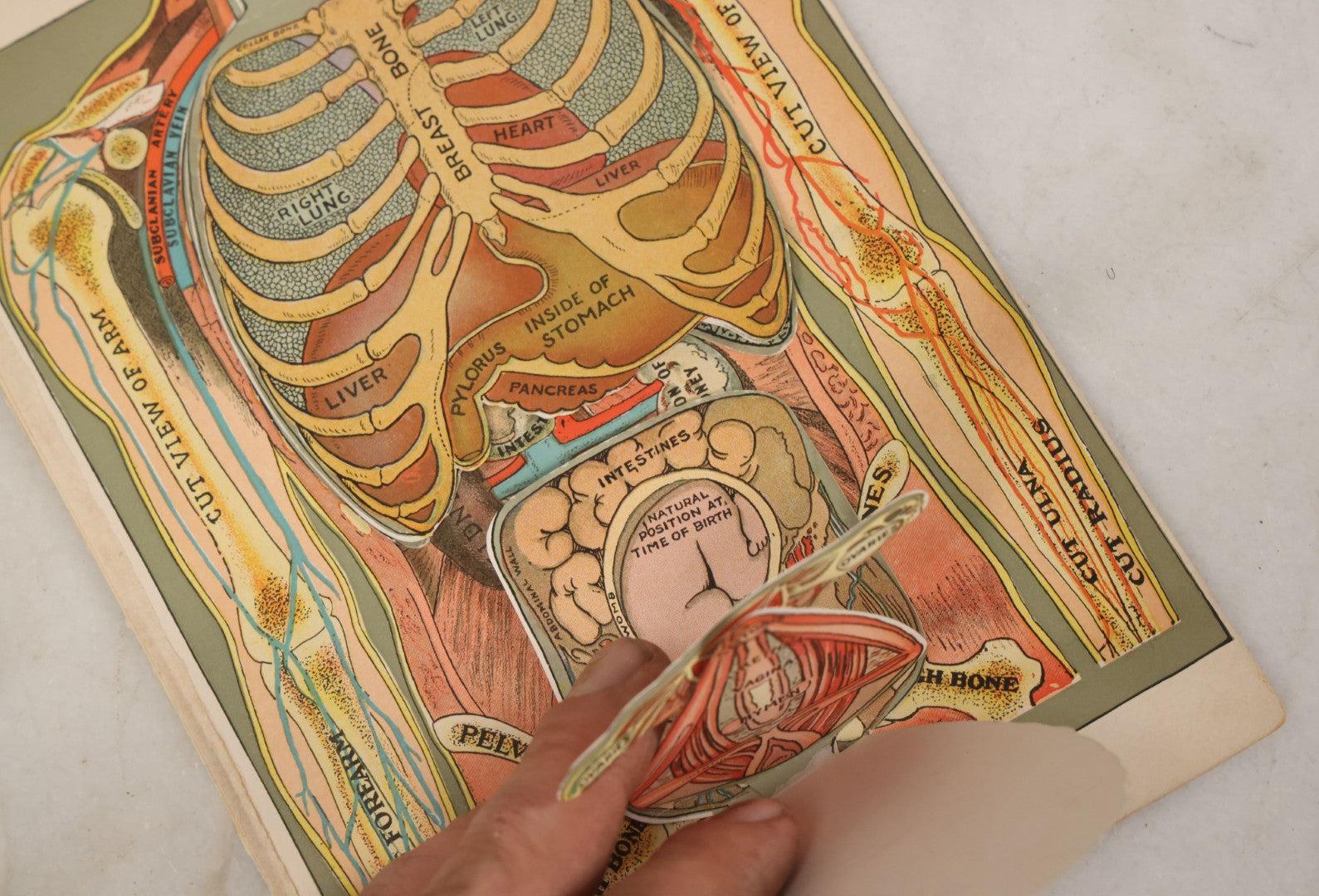 Lot 094 - Antique Paper Fold Out Medical Bookplate Of The Abdomen, Muscles, Chest, Etc., Copyright A.A. Marshall, 1919 