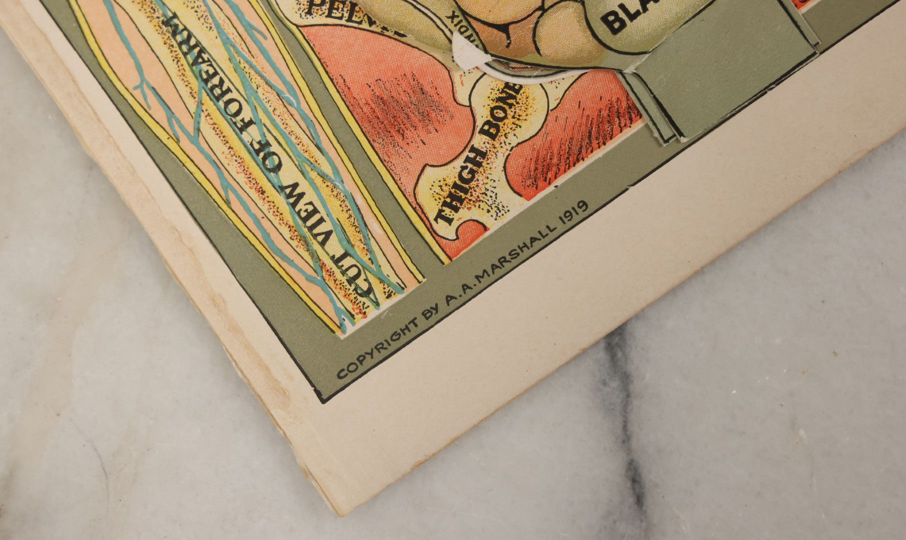 Lot 094 - Antique Paper Fold Out Medical Bookplate Of The Abdomen, Muscles, Chest, Etc., Copyright A.A. Marshall, 1919 