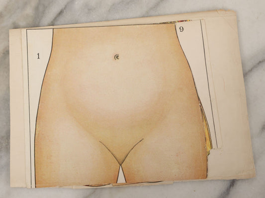 Lot 095 - Antique Paper Fold Out Medical Bookplate Of The Female Reproductive System Womb, Fetus, Etc., Copyright A.A. Marshall, 1919 