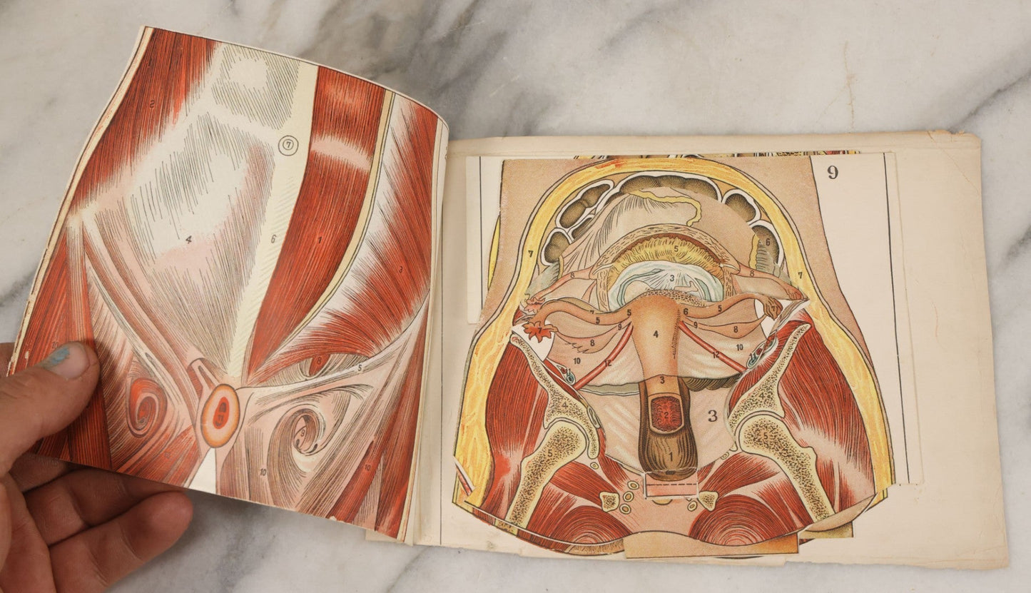 Lot 095 - Antique Paper Fold Out Medical Bookplate Of The Female Reproductive System Womb, Fetus, Etc., Copyright A.A. Marshall, 1919 