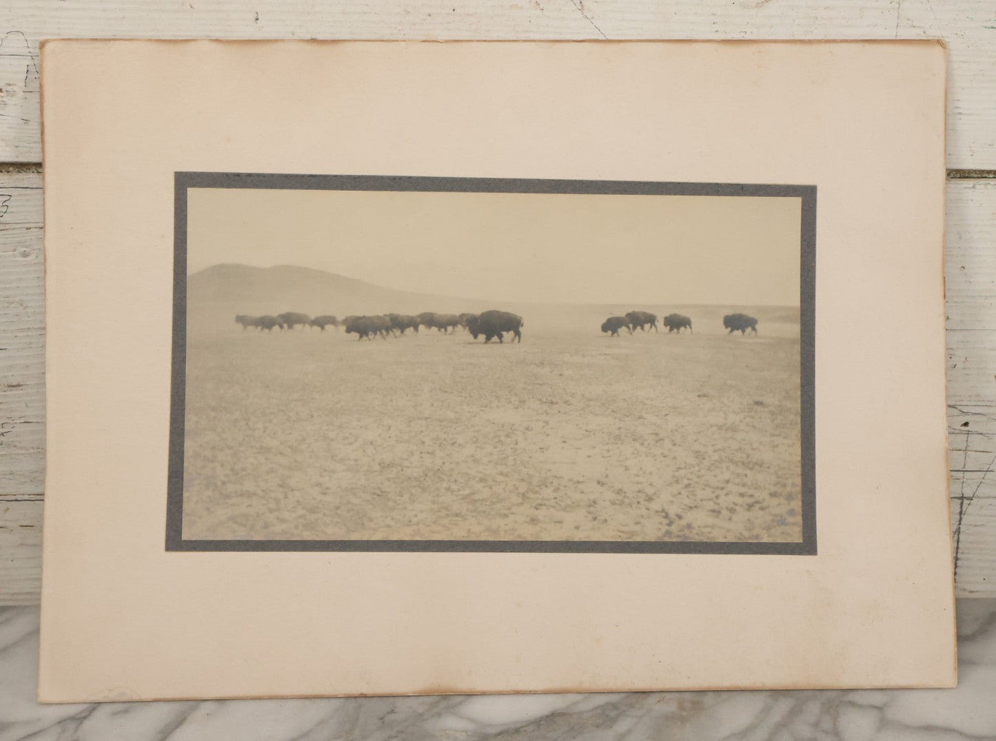 Lot 098 - Antique Boarded Western Photograph Of American Bison Walking Across The Plains