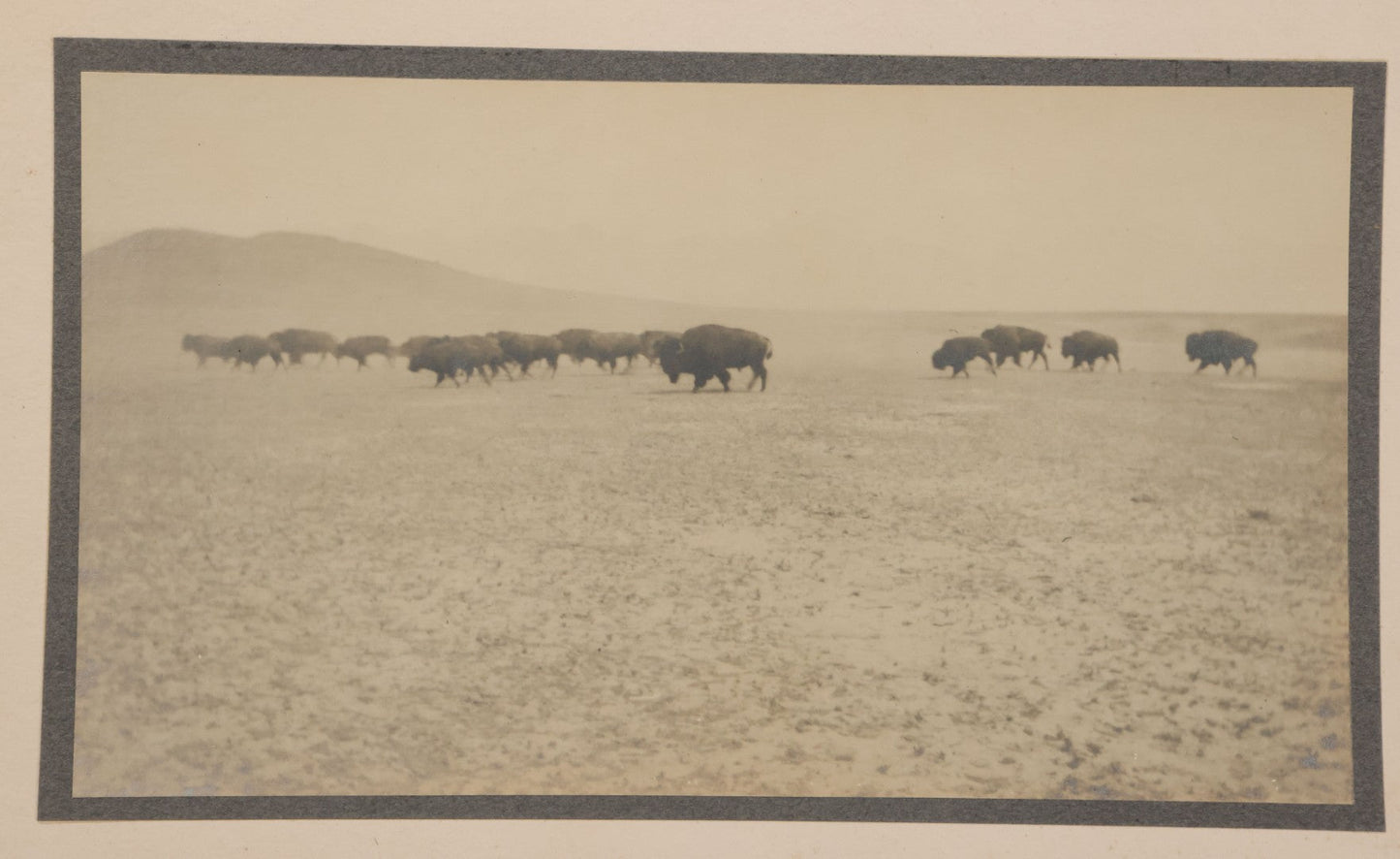 Lot 098 - Antique Boarded Western Photograph Of American Bison Walking Across The Plains