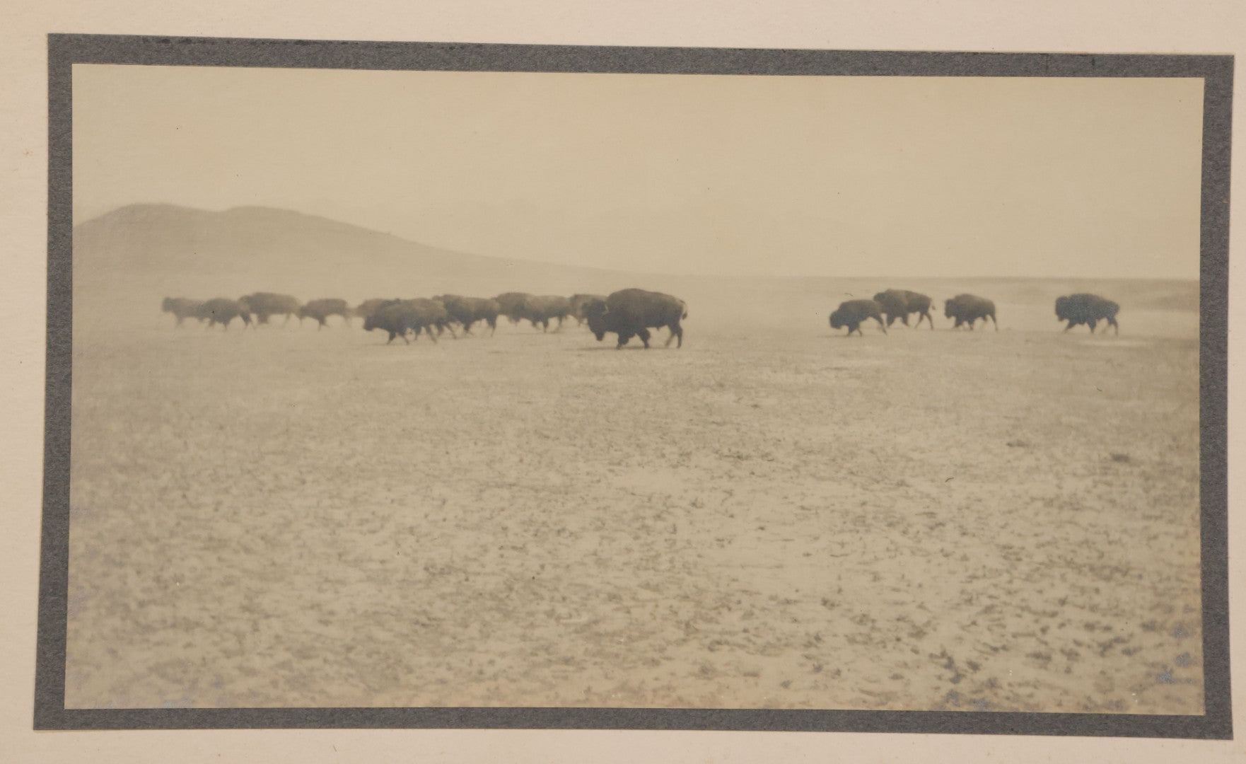 Lot 098 - Antique Boarded Western Photograph Of American Bison Walking Across The Plains