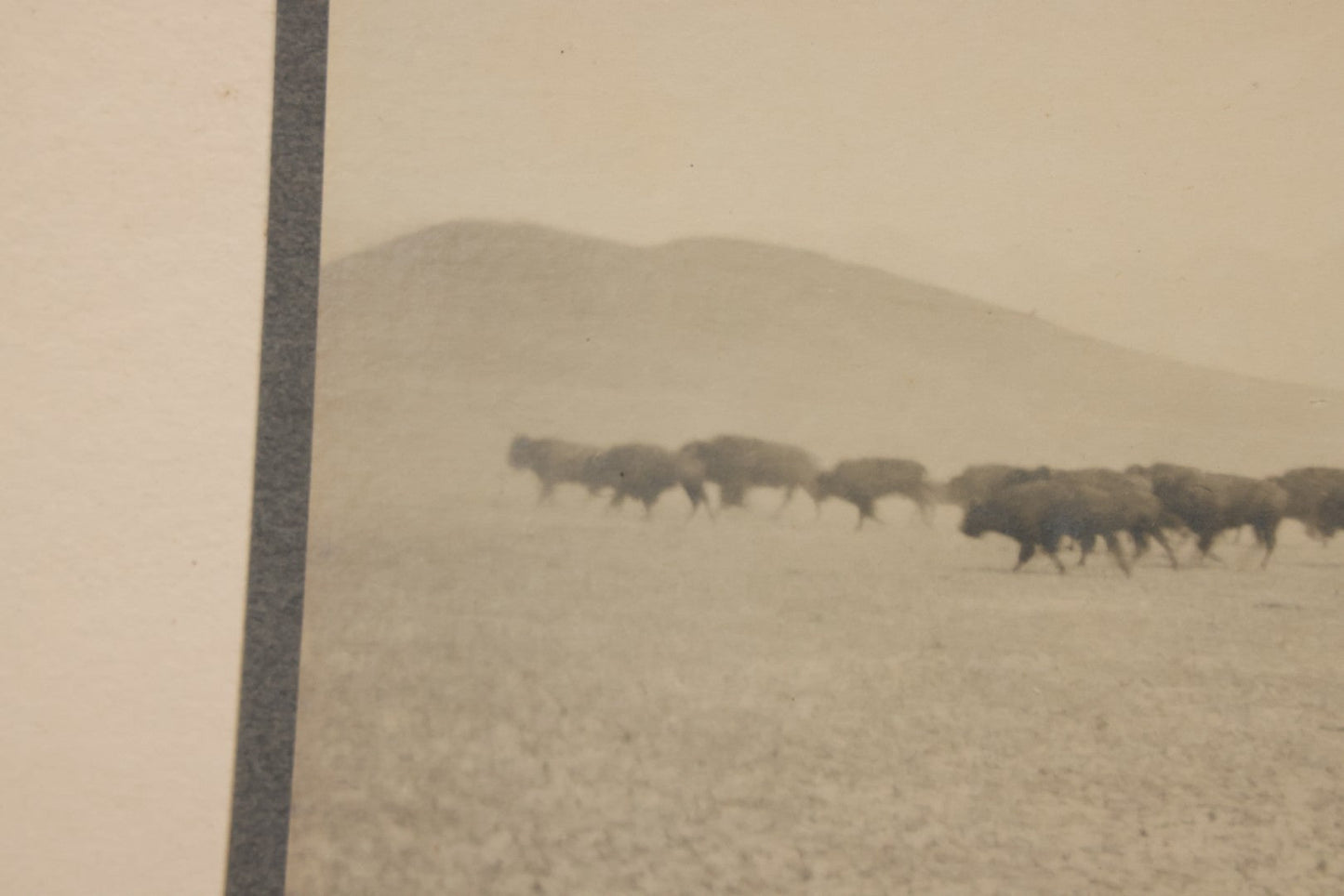 Lot 098 - Antique Boarded Western Photograph Of American Bison Walking Across The Plains