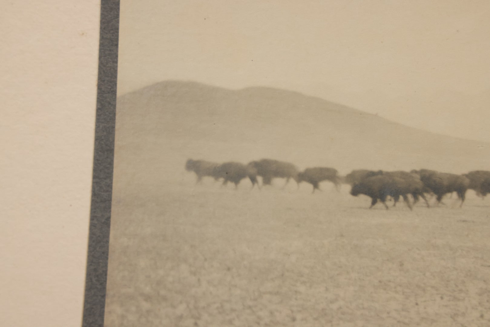 Lot 098 - Antique Boarded Western Photograph Of American Bison Walking Across The Plains