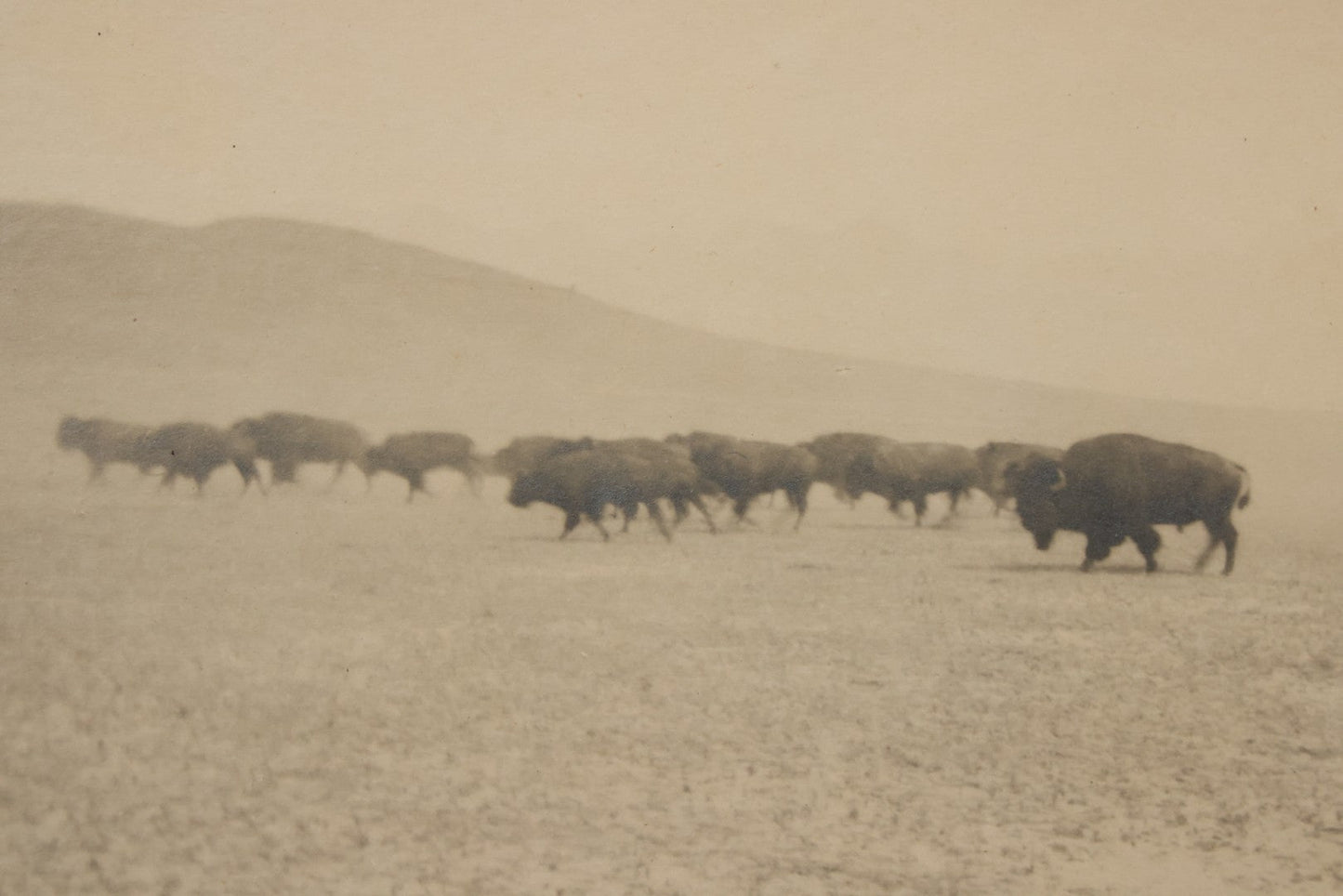 Lot 098 - Antique Boarded Western Photograph Of American Bison Walking Across The Plains