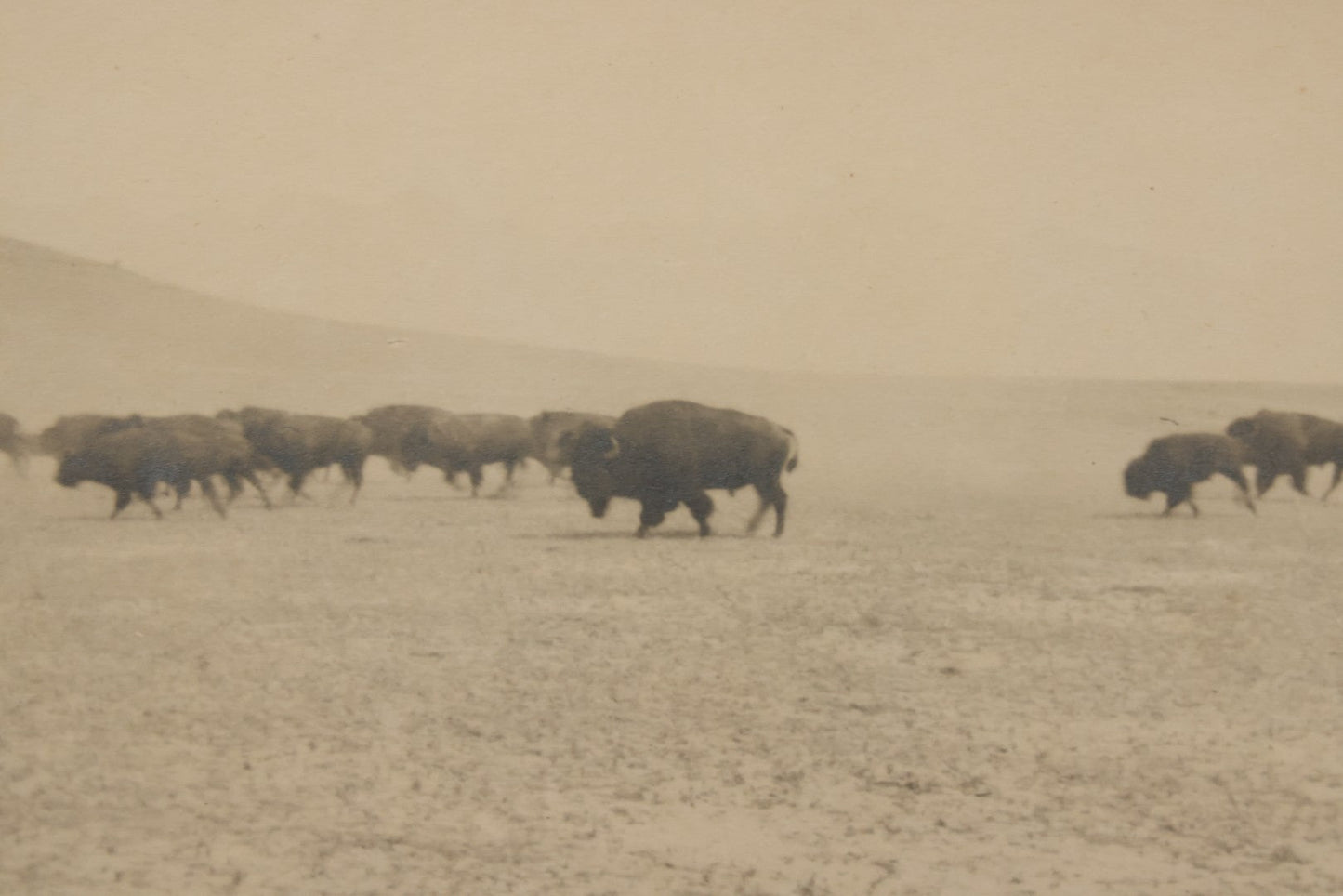 Lot 098 - Antique Boarded Western Photograph Of American Bison Walking Across The Plains