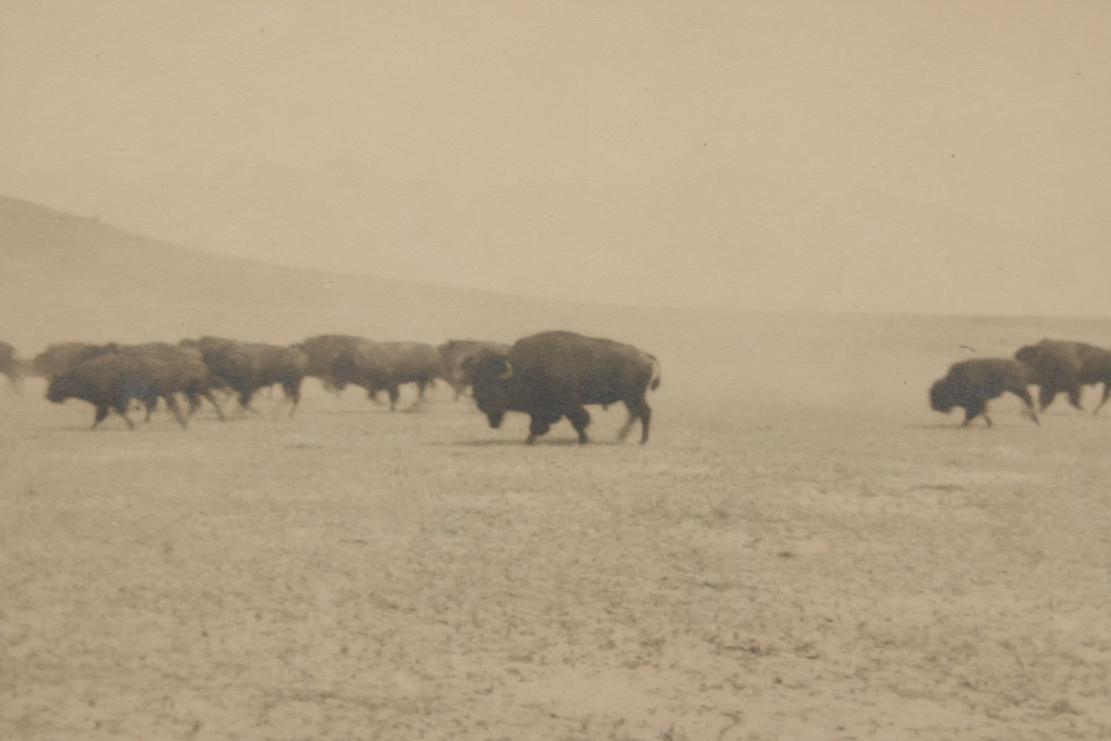 Lot 098 - Antique Boarded Western Photograph Of American Bison Walking Across The Plains
