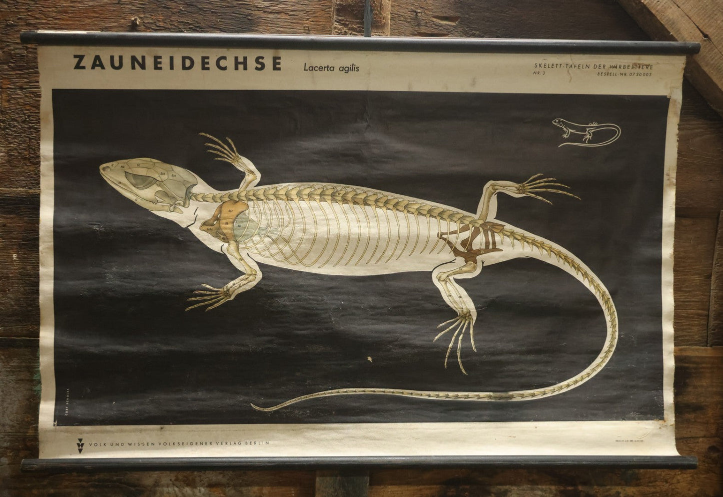 Lot 004 - Vintage German Lizard Skeleton Anatomy Poster, Published By Volk Und Wissen Volkseigener Verlag, Berlin, Curt Scholze, 48" Across x 32" Long Unrolled Including Hangers