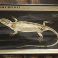 Lot 004 - Vintage German Lizard Skeleton Anatomy Poster, Published By Volk Und Wissen Volkseigener Verlag, Berlin, Curt Scholze, 48" Across x 32" Long Unrolled Including Hangers