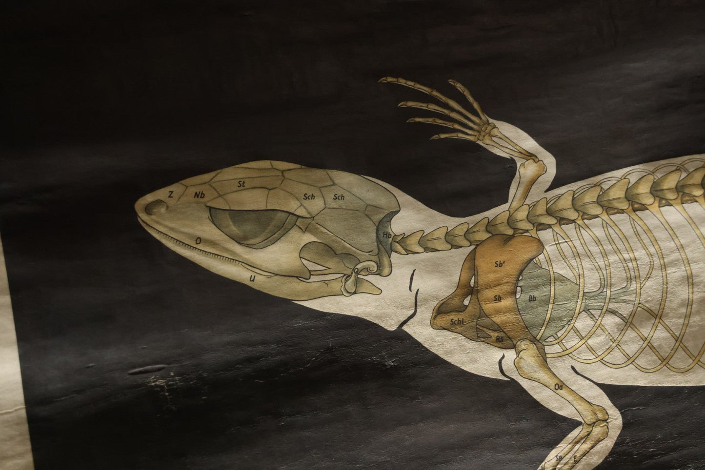 Lot 004 - Vintage German Lizard Skeleton Anatomy Poster, Published By Volk Und Wissen Volkseigener Verlag, Berlin, Curt Scholze, 48" Across x 32" Long Unrolled Including Hangers