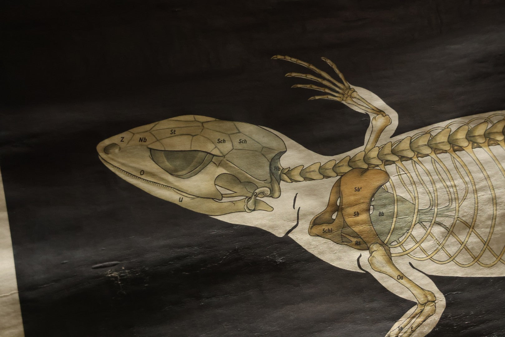 Lot 004 - Vintage German Lizard Skeleton Anatomy Poster, Published By Volk Und Wissen Volkseigener Verlag, Berlin, Curt Scholze, 48" Across x 32" Long Unrolled Including Hangers