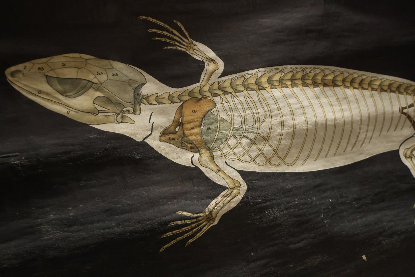 Lot 004 - Vintage German Lizard Skeleton Anatomy Poster, Published By Volk Und Wissen Volkseigener Verlag, Berlin, Curt Scholze, 48" Across x 32" Long Unrolled Including Hangers