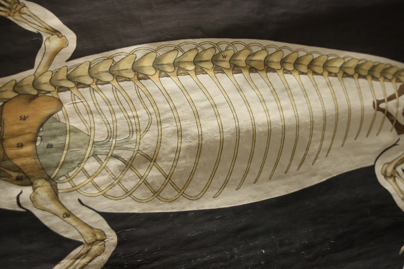 Lot 004 - Vintage German Lizard Skeleton Anatomy Poster, Published By Volk Und Wissen Volkseigener Verlag, Berlin, Curt Scholze, 48" Across x 32" Long Unrolled Including Hangers