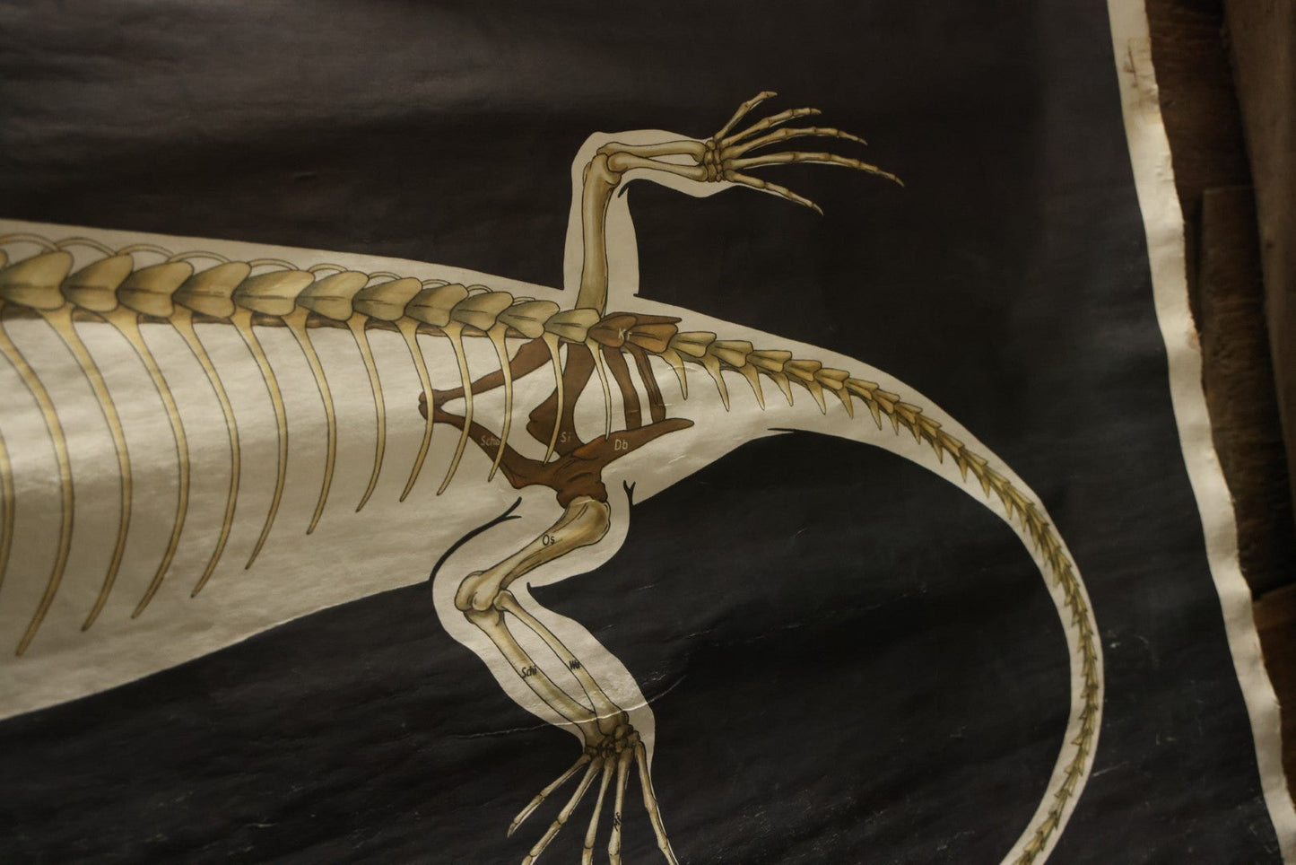 Lot 004 - Vintage German Lizard Skeleton Anatomy Poster, Published By Volk Und Wissen Volkseigener Verlag, Berlin, Curt Scholze, 48" Across x 32" Long Unrolled Including Hangers