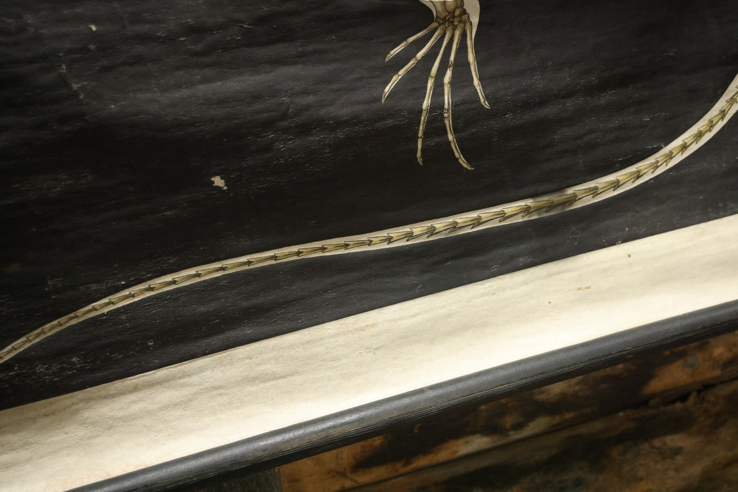 Lot 004 - Vintage German Lizard Skeleton Anatomy Poster, Published By Volk Und Wissen Volkseigener Verlag, Berlin, Curt Scholze, 48" Across x 32" Long Unrolled Including Hangers