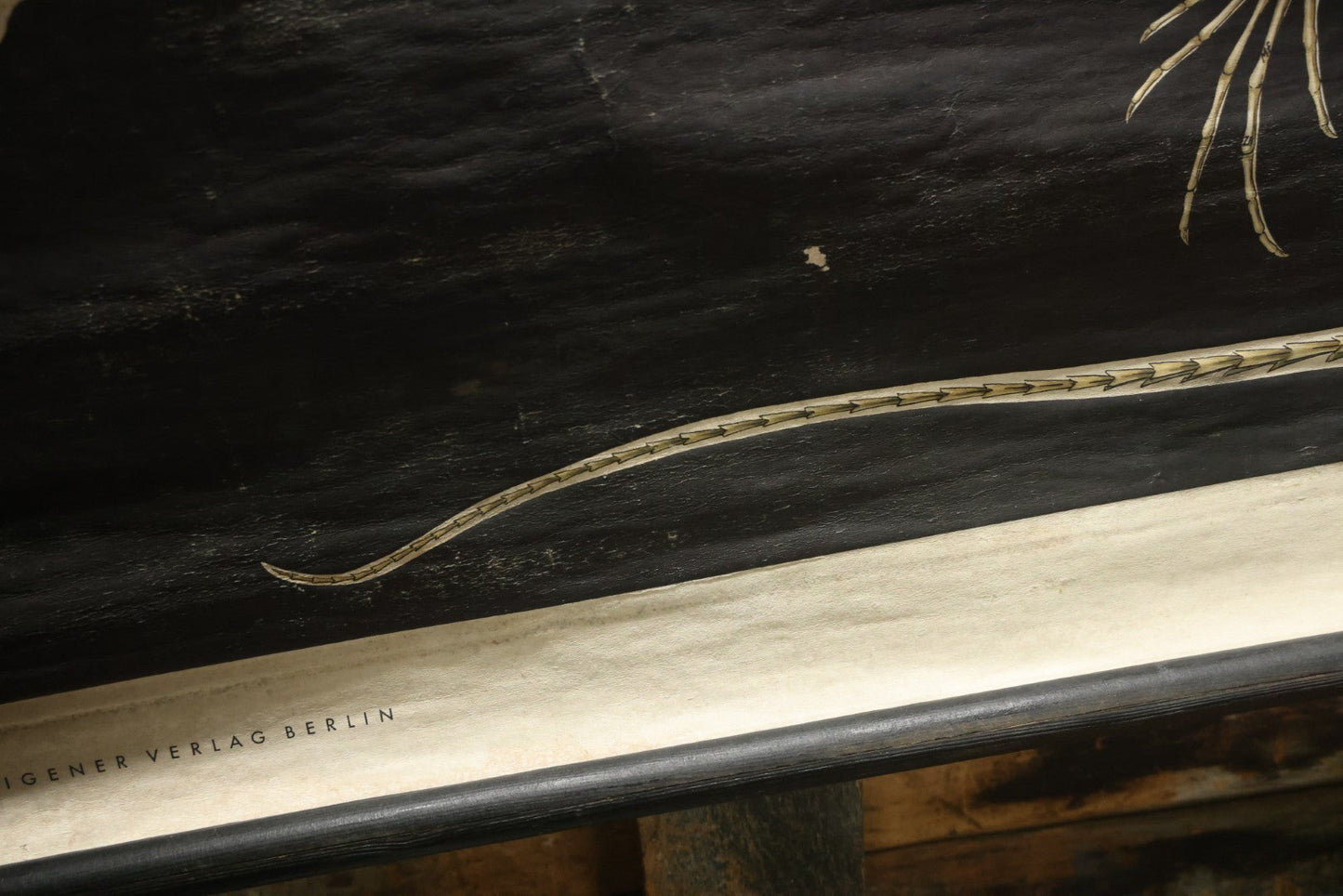 Lot 004 - Vintage German Lizard Skeleton Anatomy Poster, Published By Volk Und Wissen Volkseigener Verlag, Berlin, Curt Scholze, 48" Across x 32" Long Unrolled Including Hangers