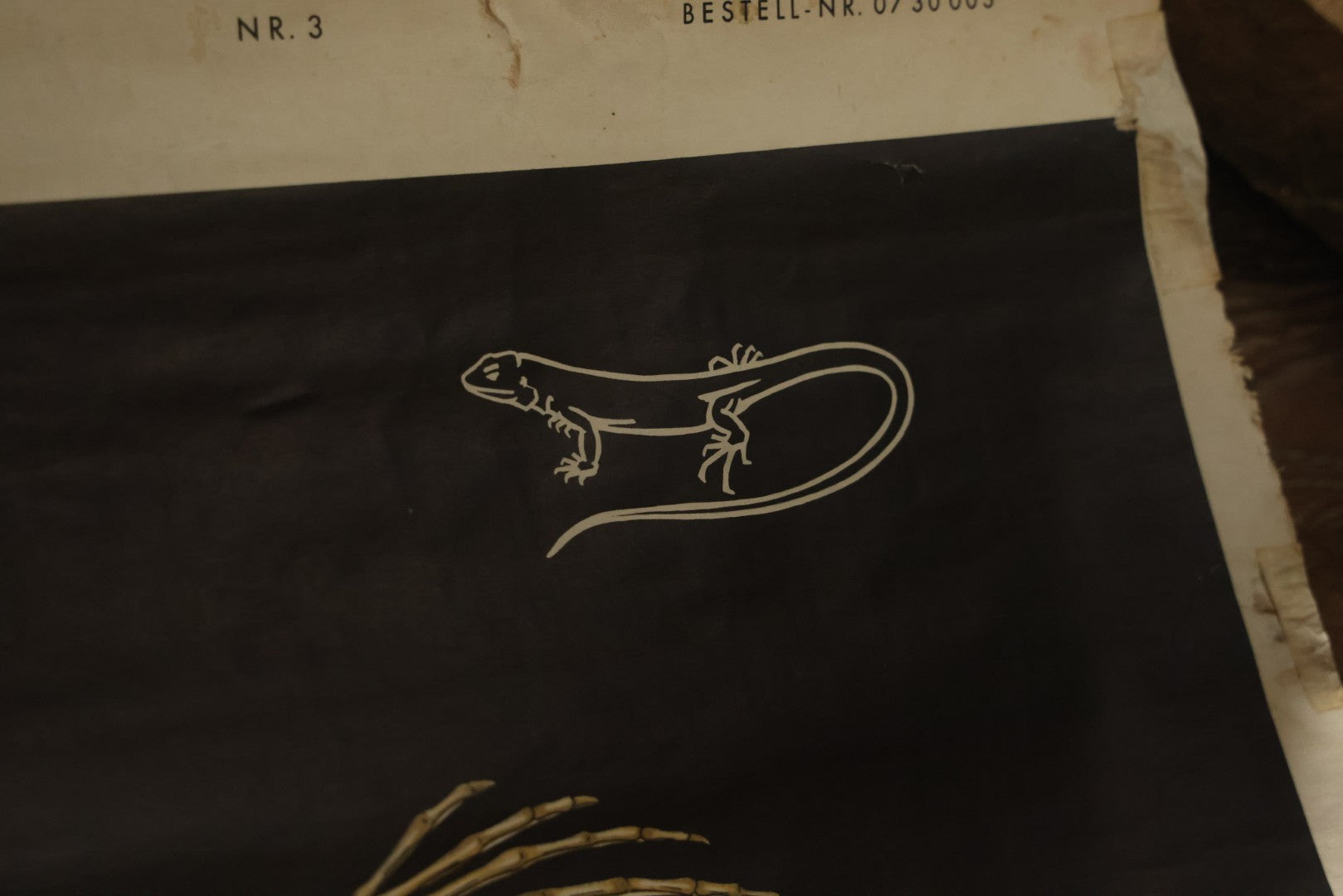 Lot 004 - Vintage German Lizard Skeleton Anatomy Poster, Published By Volk Und Wissen Volkseigener Verlag, Berlin, Curt Scholze, 48" Across x 32" Long Unrolled Including Hangers