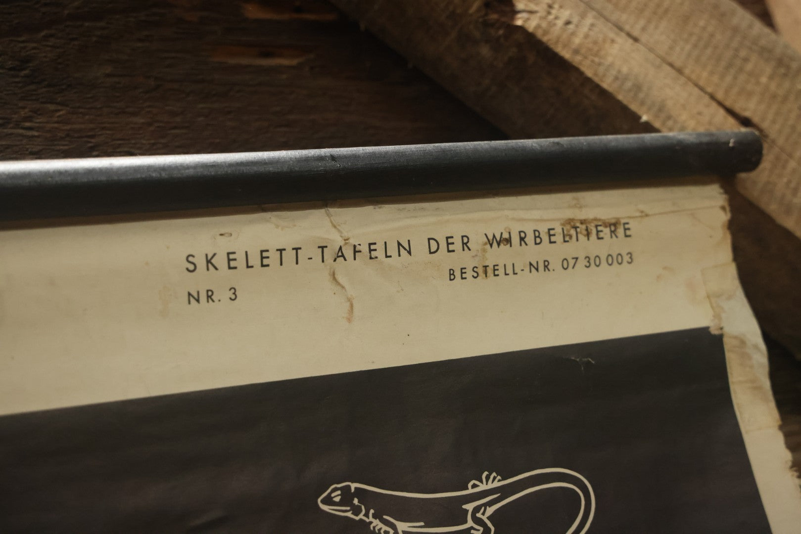 Lot 004 - Vintage German Lizard Skeleton Anatomy Poster, Published By Volk Und Wissen Volkseigener Verlag, Berlin, Curt Scholze, 48" Across x 32" Long Unrolled Including Hangers