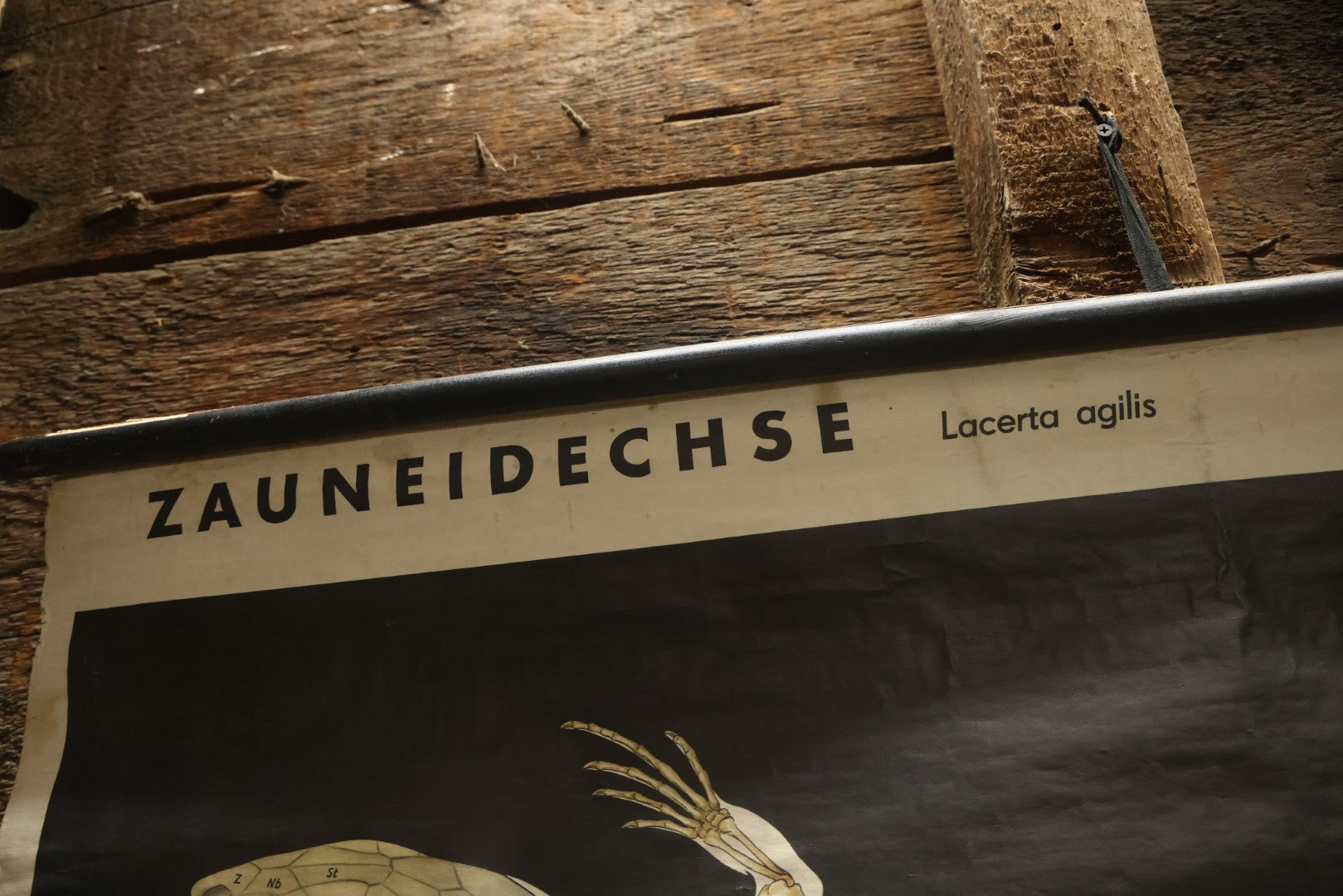 Lot 004 - Vintage German Lizard Skeleton Anatomy Poster, Published By Volk Und Wissen Volkseigener Verlag, Berlin, Curt Scholze, 48" Across x 32" Long Unrolled Including Hangers