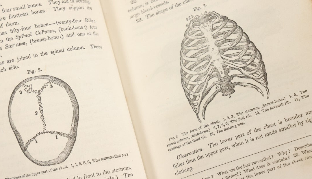 Lot 030 - "First Book On Anatomy, Physiology, And Hygiene, For Grammar Schools And Families" Antique Medical Book By Calvin Cutter, M.D. With 83 Engraved Illustrations, Clark & Maynard Publishers, New York 1852