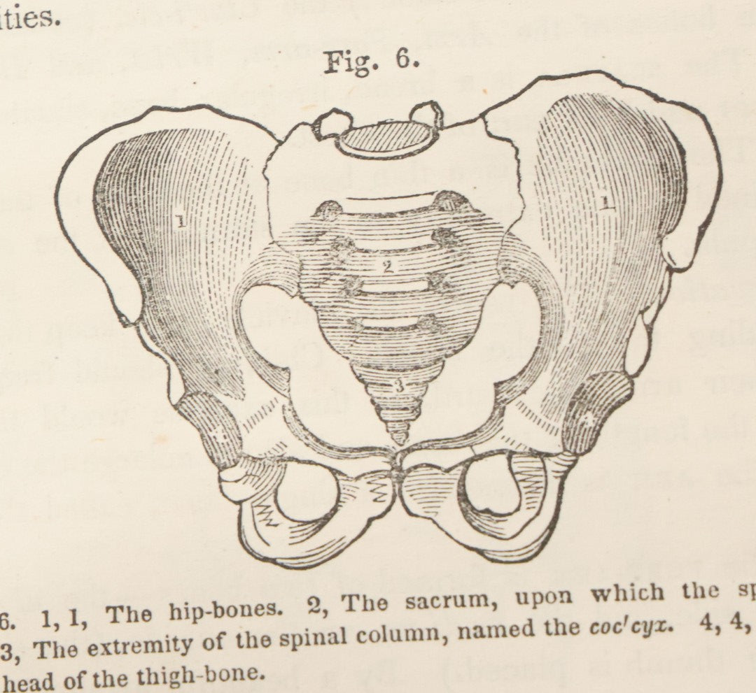 Lot 030 - "First Book On Anatomy, Physiology, And Hygiene, For Grammar Schools And Families" Antique Medical Book By Calvin Cutter, M.D. With 83 Engraved Illustrations, Clark & Maynard Publishers, New York 1852