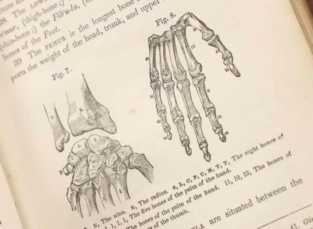 Lot 030 - "First Book On Anatomy, Physiology, And Hygiene, For Grammar Schools And Families" Antique Medical Book By Calvin Cutter, M.D. With 83 Engraved Illustrations, Clark & Maynard Publishers, New York 1852