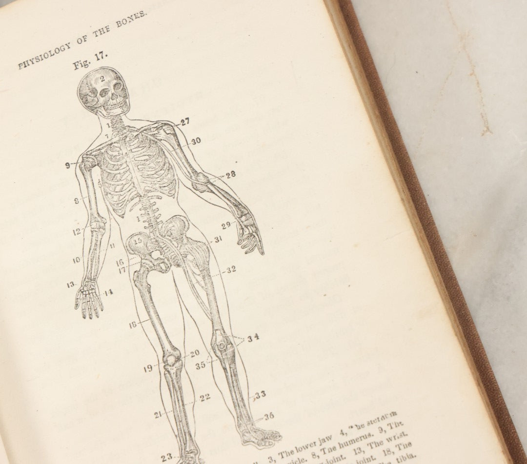 Lot 030 - "First Book On Anatomy, Physiology, And Hygiene, For Grammar Schools And Families" Antique Medical Book By Calvin Cutter, M.D. With 83 Engraved Illustrations, Clark & Maynard Publishers, New York 1852