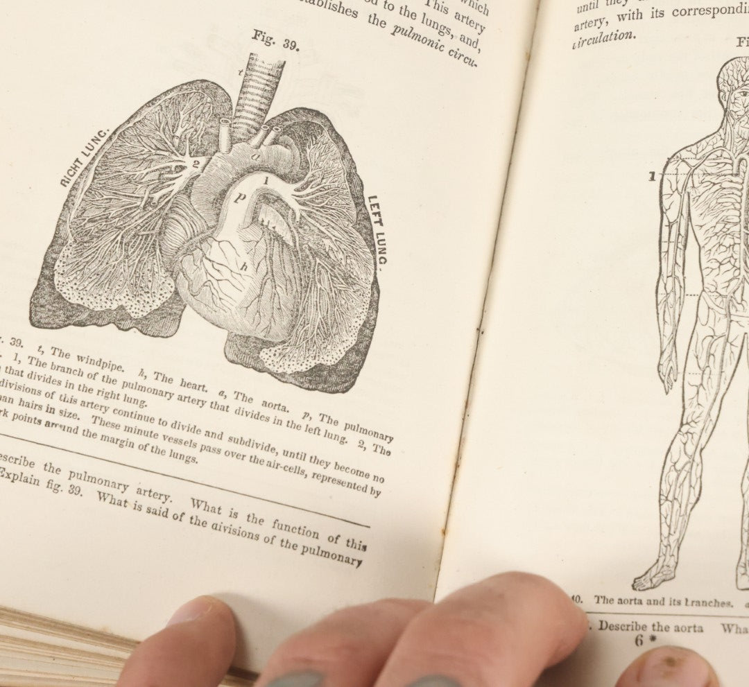 Lot 030 - "First Book On Anatomy, Physiology, And Hygiene, For Grammar Schools And Families" Antique Medical Book By Calvin Cutter, M.D. With 83 Engraved Illustrations, Clark & Maynard Publishers, New York 1852