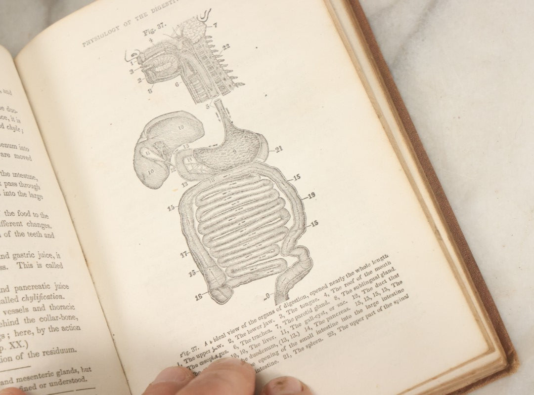 Lot 030 - "First Book On Anatomy, Physiology, And Hygiene, For Grammar Schools And Families" Antique Medical Book By Calvin Cutter, M.D. With 83 Engraved Illustrations, Clark & Maynard Publishers, New York 1852