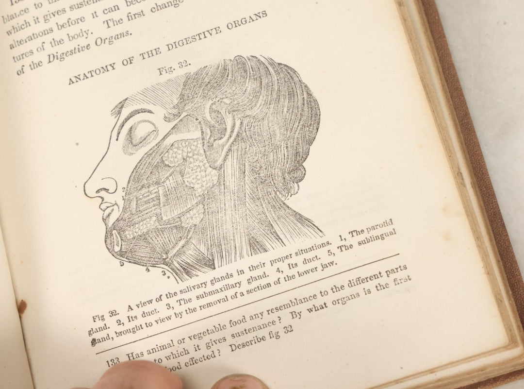 Lot 030 - "First Book On Anatomy, Physiology, And Hygiene, For Grammar Schools And Families" Antique Medical Book By Calvin Cutter, M.D. With 83 Engraved Illustrations, Clark & Maynard Publishers, New York 1852