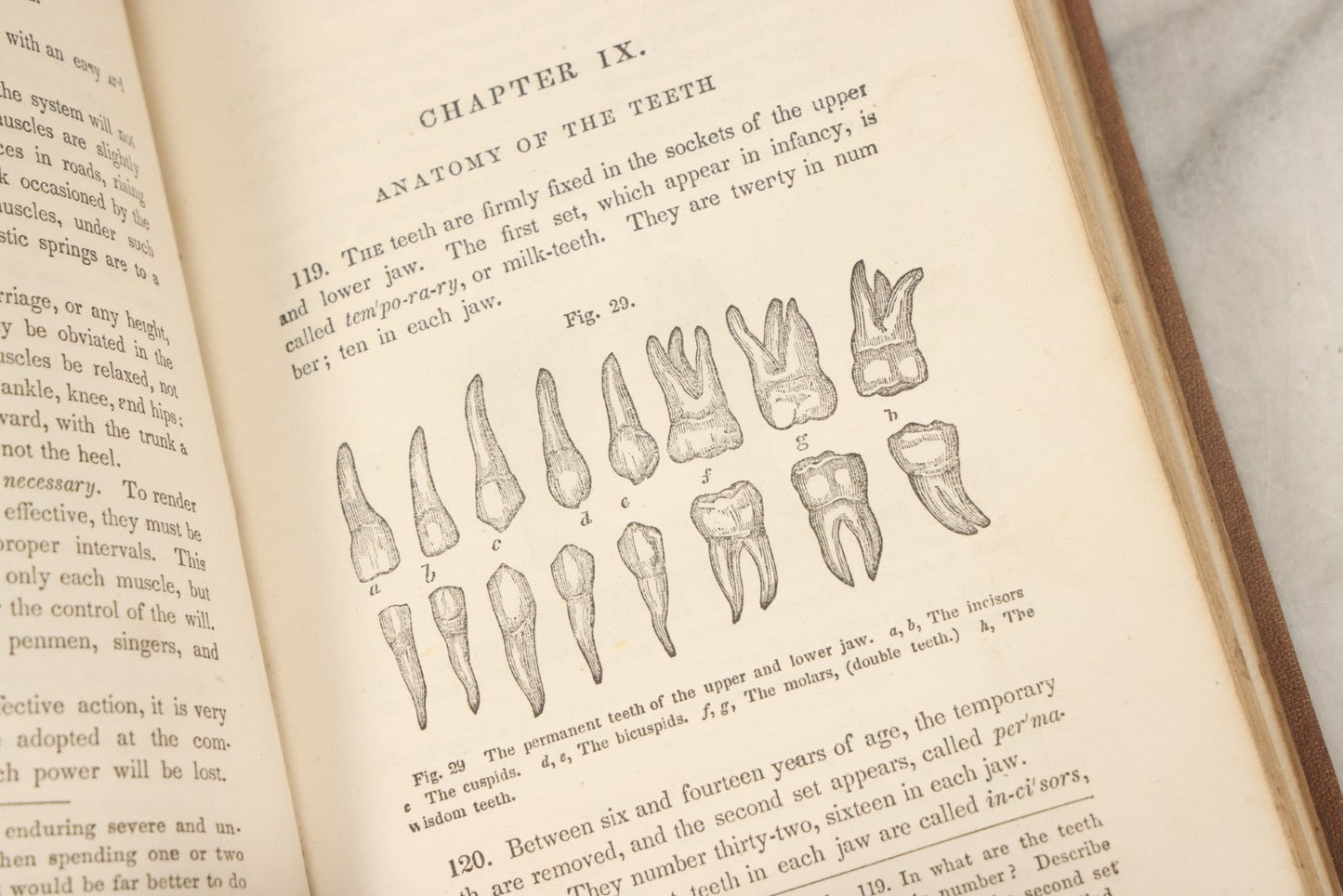 Lot 030 - "First Book On Anatomy, Physiology, And Hygiene, For Grammar Schools And Families" Antique Medical Book By Calvin Cutter, M.D. With 83 Engraved Illustrations, Clark & Maynard Publishers, New York 1852