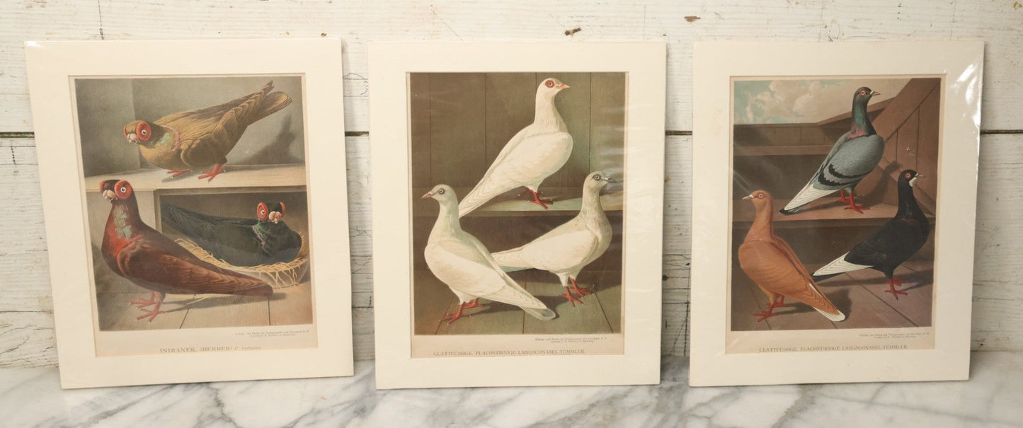 Lot 055 - Grouping Of Three Antique German Chromolithograph Bookplates Of Pigeons, From Illustriertes Mustertauben-Bush, J.F. Richter Printing, Hamburg, 1884 (Grouping A)