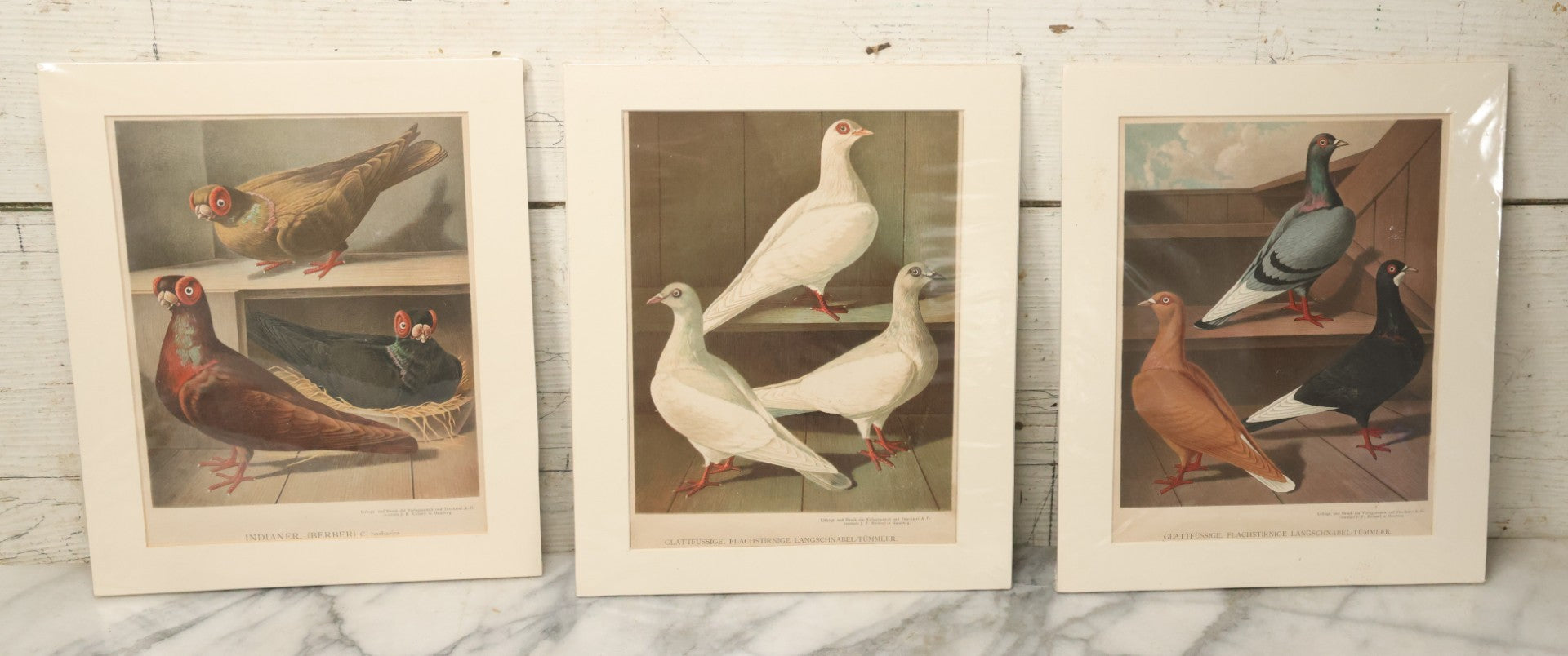 Lot 055 - Grouping Of Three Antique German Chromolithograph Bookplates Of Pigeons, From Illustriertes Mustertauben-Bush, J.F. Richter Printing, Hamburg, 1884 (Grouping A)